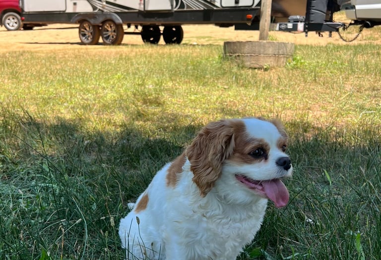 photo of a dog on green grass in front of a rental camper trailer
