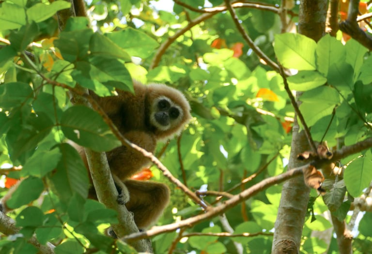Gibbon, Chumphon