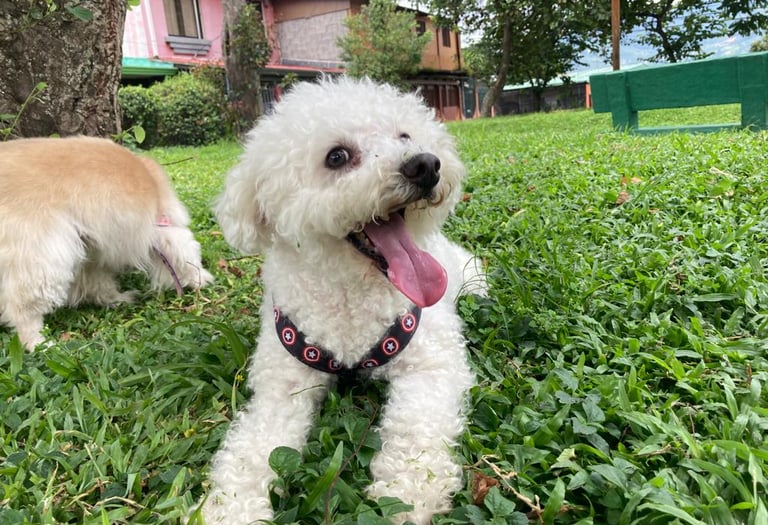 Un perro poodle blanco y feliz con un pelaje rizado acostado sobre el césped verde en un parque