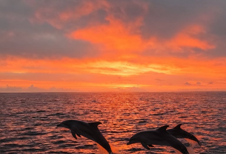 Dauphins sautant hors de l'eau au lever du soleil.
