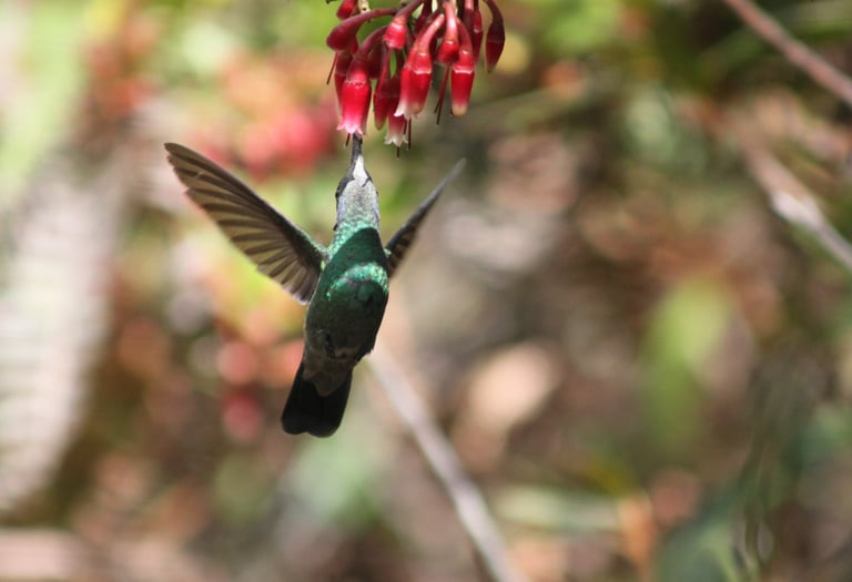 Colibri thalassinus en Reserva Natural El Páramo, Guasca, Colombia