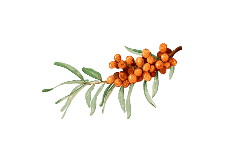 Sanddorn Argousier Sanddornbeeren