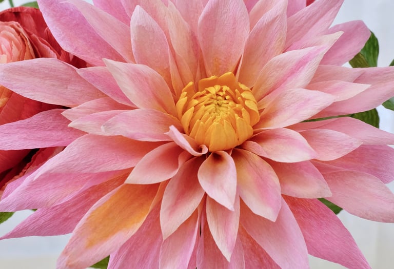 Fleur de dahlia rose dragé en papier crépon. 