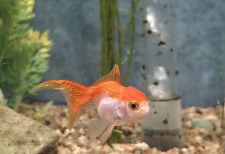 oranda