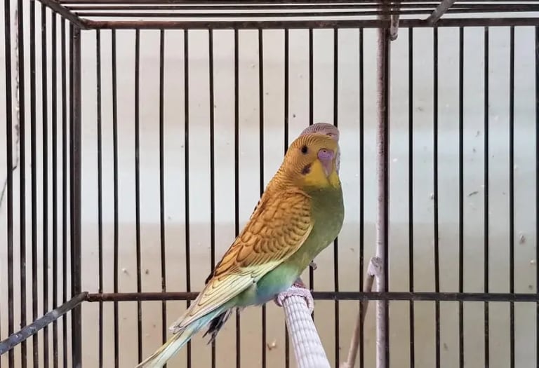 cotorrita australiana