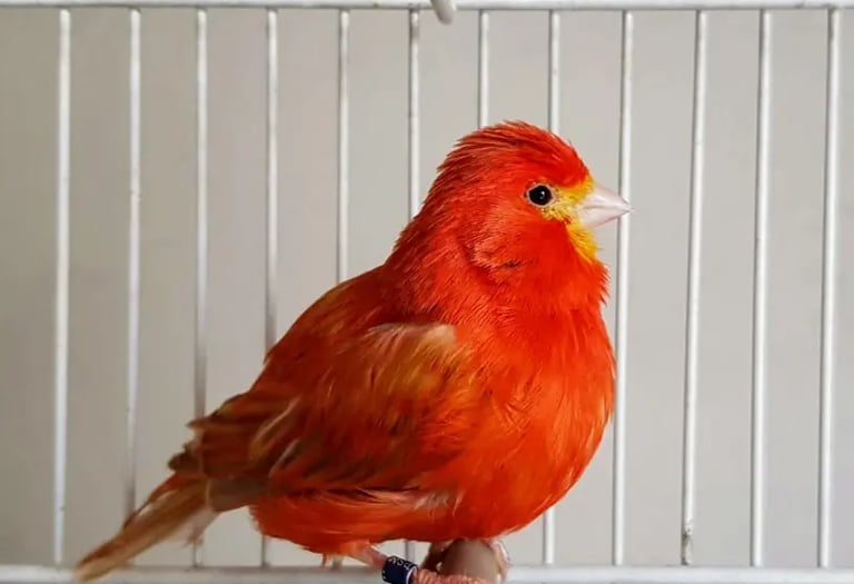 canario isabel rojo intenso
