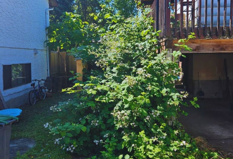 Blackberry Bush removal