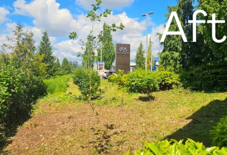Root removal of blackberry bushes