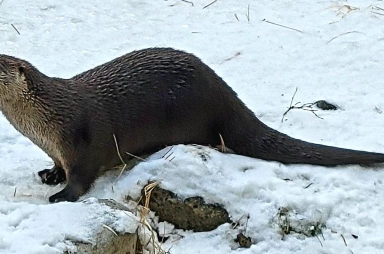 Blue Otter LLC strives design and produce projects support water quality and ecosystems.