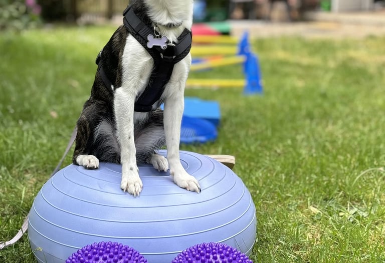Hund bei aktiver Physiotherapie