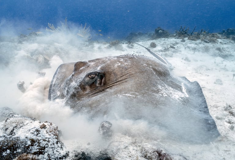 Southern stingray hovering over sandy seafloor – shot at Tiger Beach Bahamas