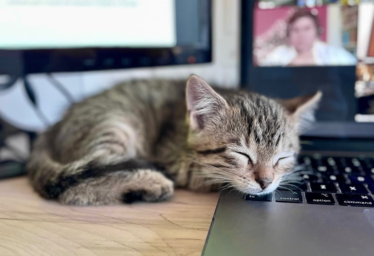 Adorable grey stripe kitten sleeping on the keyboard of a MacBook.