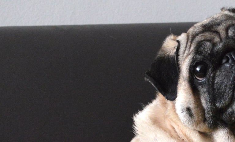 Uma cachorrinha pug com olhos de pidona