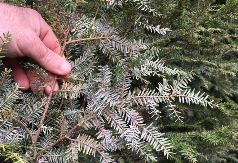 Elongate hemlock scale