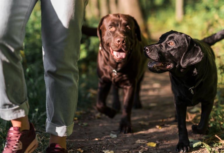  dog walking in Lynnwood washington seattle areas