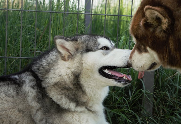 effusioni tra 2 alaskan malamute