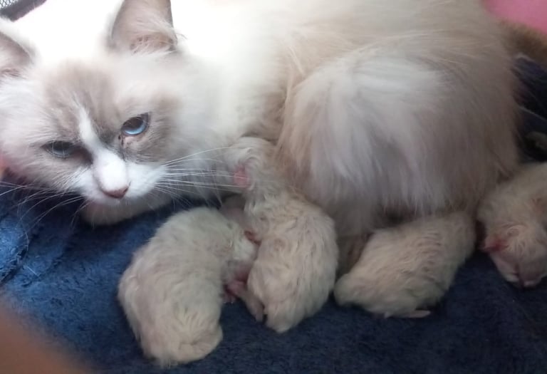 Femelle Ragdoll LOOF avec ses chatons à la Chatterie de Doucely en Normandie