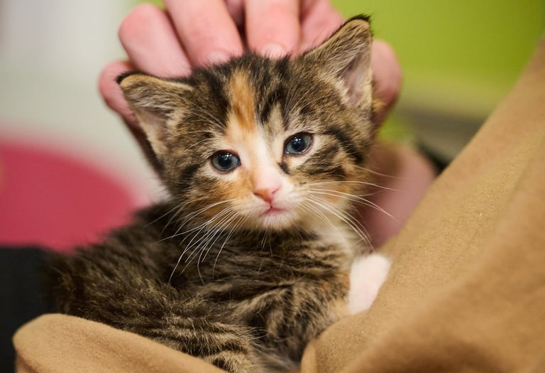 a kitten sitting on a person's lap