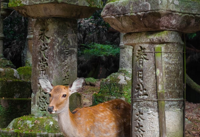 a deer standing in front of a stone lantern