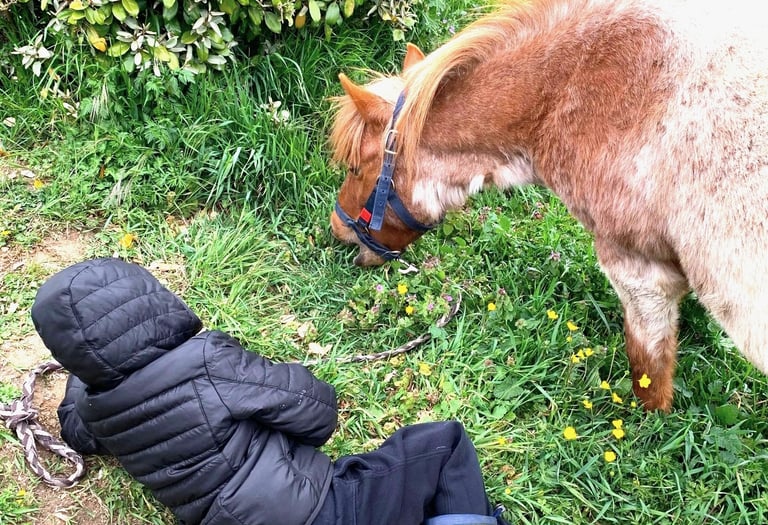 Un petit garçon allongé à côté de son poney qui broute le regarde durant une séance d'équithérapie