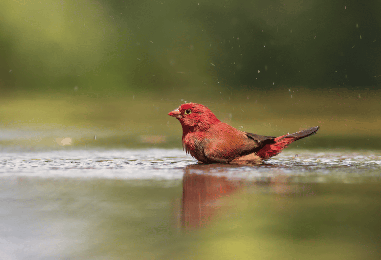 Red-billed Firefinch bathing at Mandinari River Lodge photo hide
