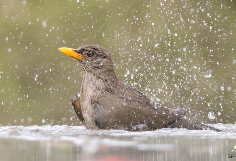 Common Bulbul bathing at Mandinari photo hide, The Gambia