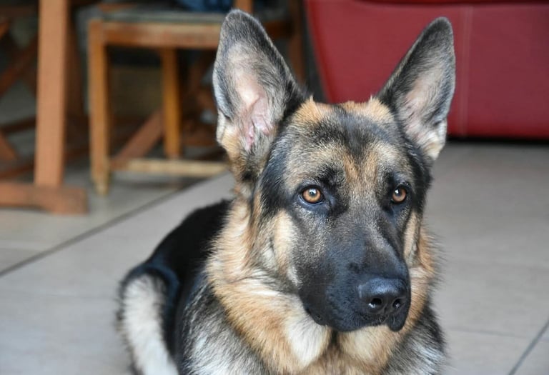 Portrait en gros plan d'un fidèle berger allemand allongé sur un sol
