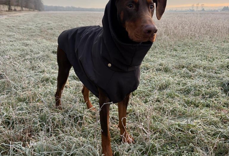 Un Doberman marron feu dans un champs