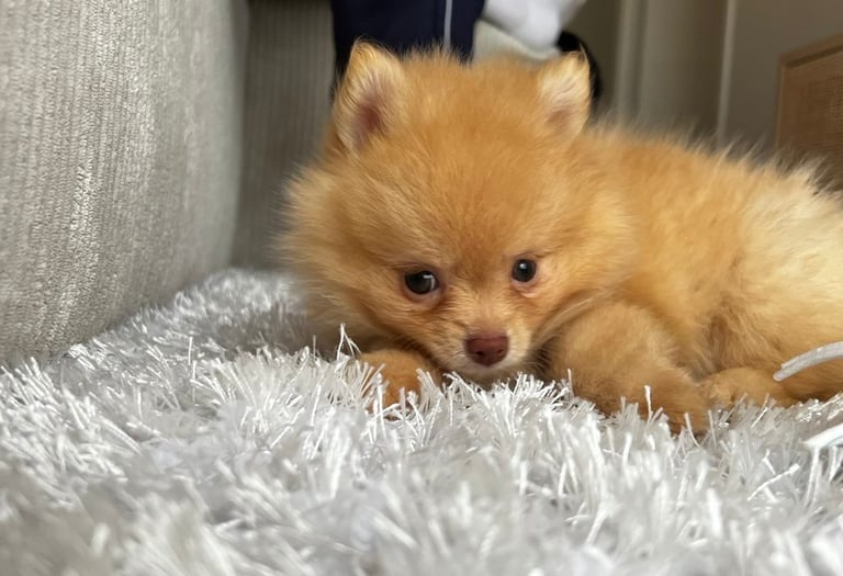 Un petit chiot Poméranien orange allongé sur un tapis blanc