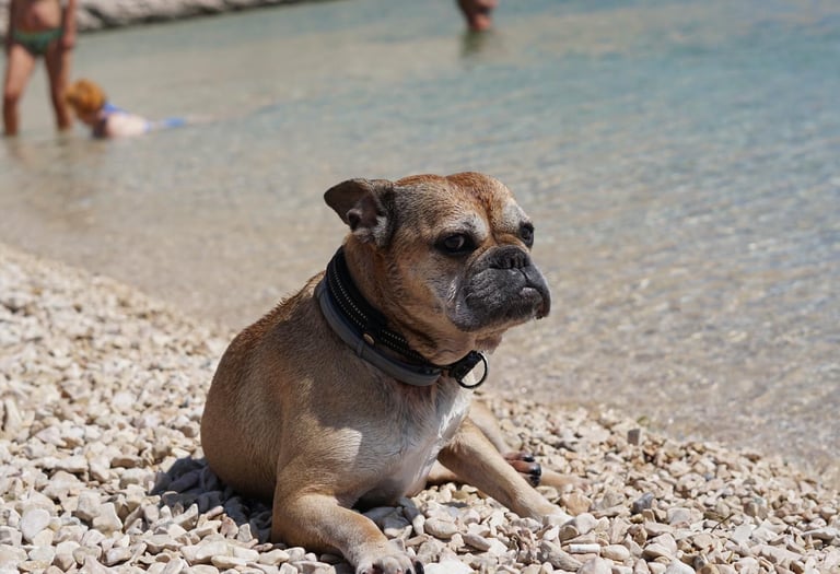 Hund Wilma am Strand