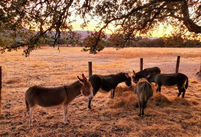 Ânes miniatures regroupés qui mangent du foin