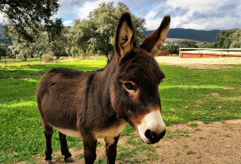 Gros plan d'un âne miniature