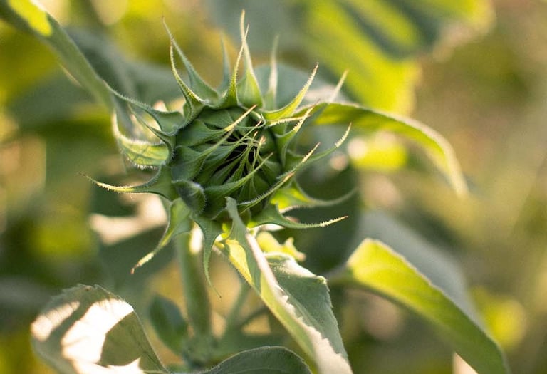 A flower preparing to bloom