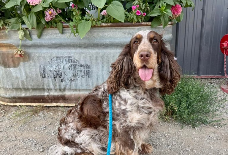 Mountain view kennel FAQ page. Answers to the most commonly asked questions.