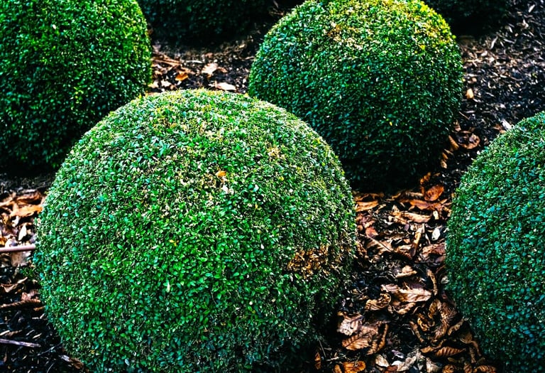 Company that trims bushes