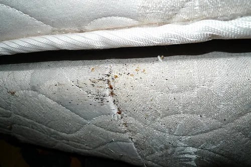 punaises de lit sur un matelas