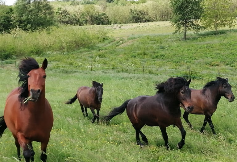 Az egyesület lovai már 2008 óta