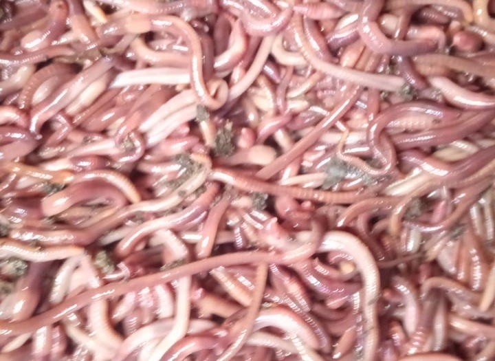 A pile of Red Wigglers
