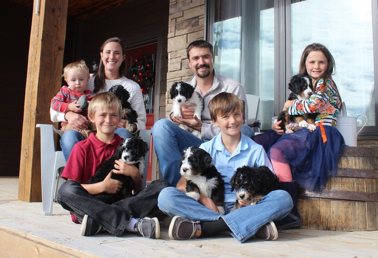 family raised doodles, bernedoodle puppies