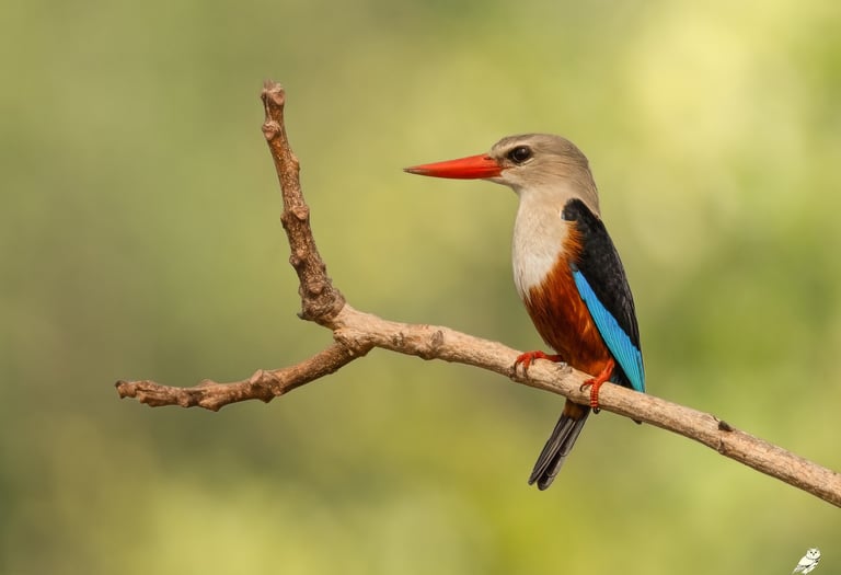 Grijskopsnavelwouw (of Grijskopijsvogel) met een felrode snavel en blauwe vleugels zittend op een ta