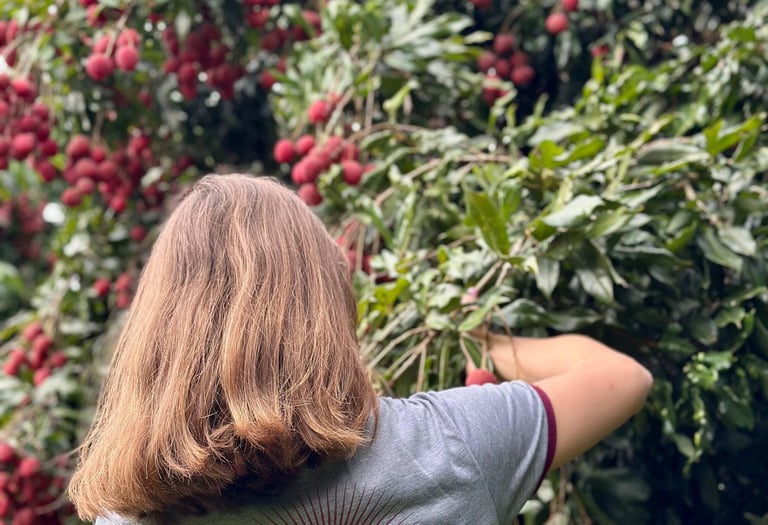 Lichias sendo colhidas para exportação
