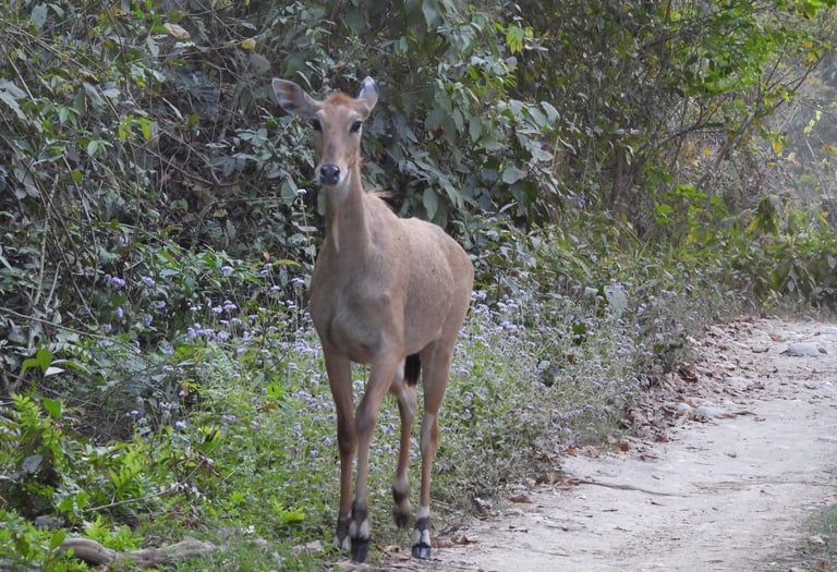 antilop in Bardiya