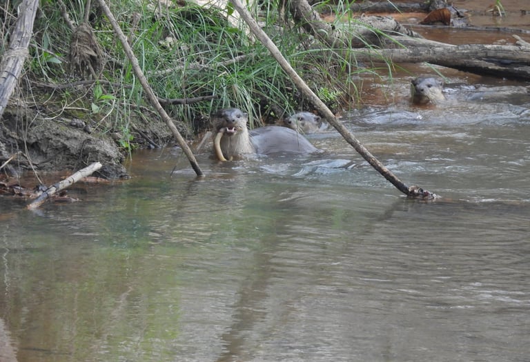 otters fishing in Bardiya