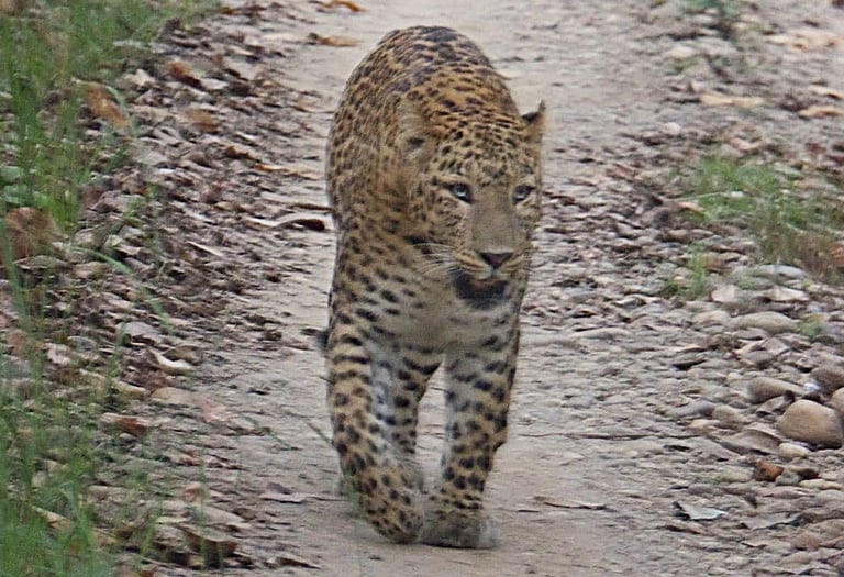 lepard in the Bardia jungle 