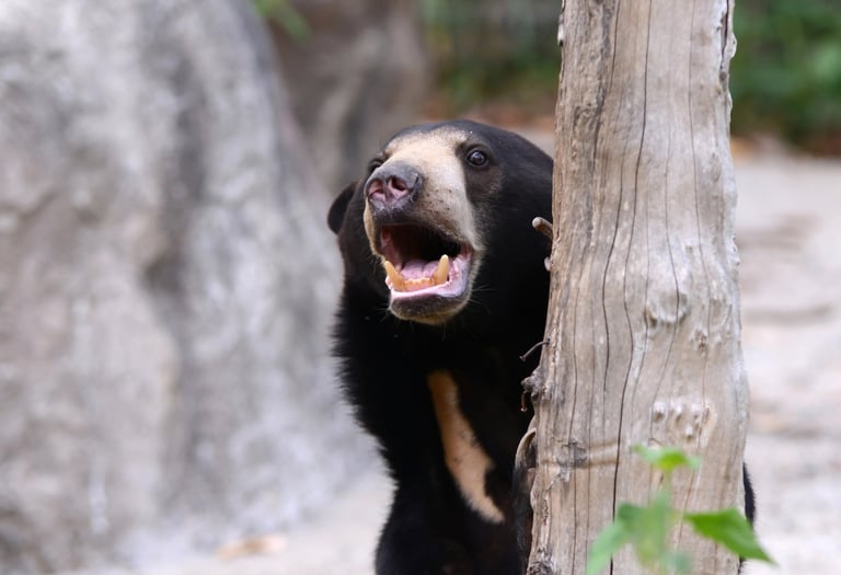 Lippu bear in Churia valley