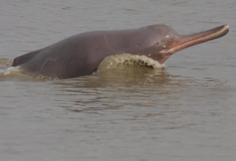 Ganges dolphin in the Mohana River
