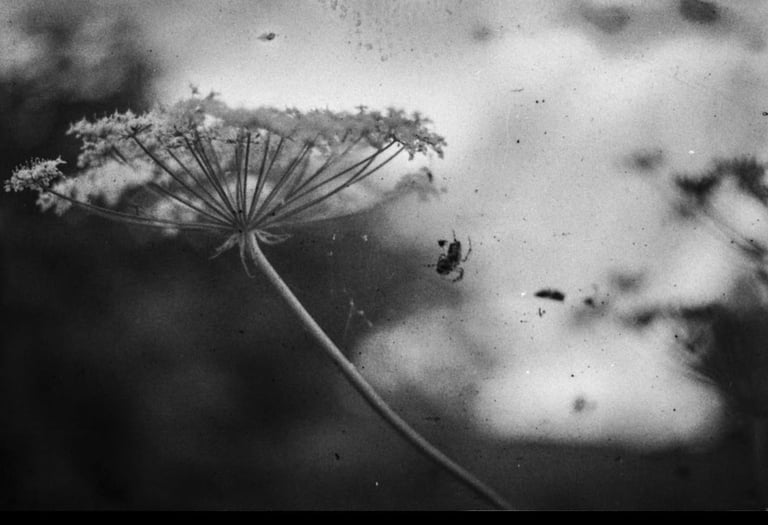 An emotive black and white image of a the web of nature, invisibly wrapped around blooming flowers