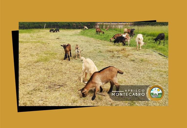 happy goats that produce milk