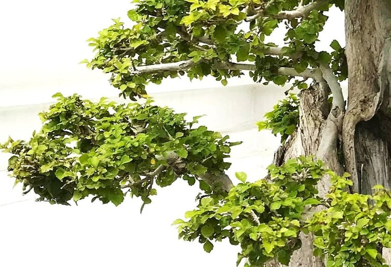 Découvrez une méthode qui allie langue et bien-être pour une expérience d’apprentissage plus naturel