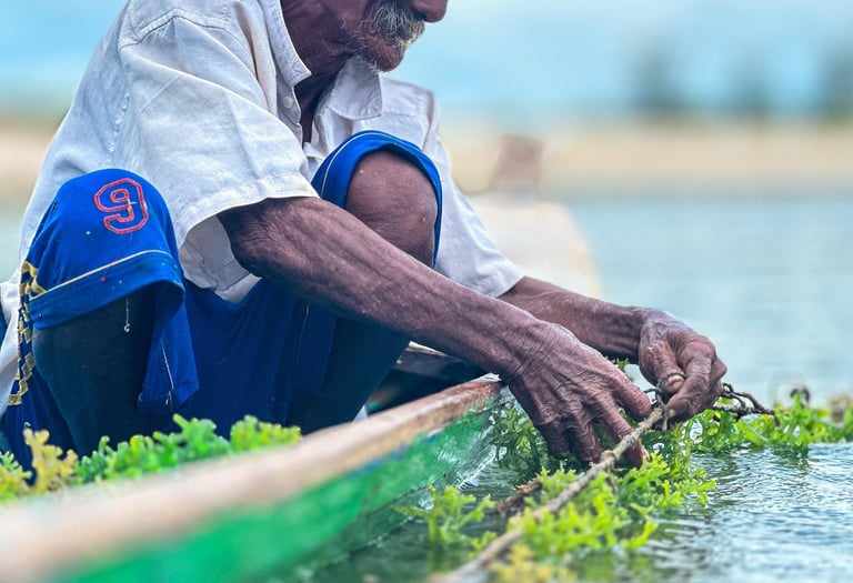 old man cleaning his seaweed farm